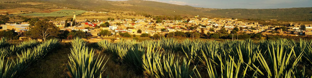 Tequila und Mezcal online kaufen