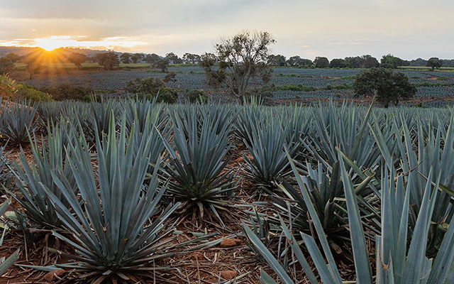 Tequila Ocho - Agave Estate Quality